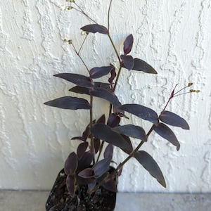 Tradescantia "Jose Puig" Black/Dark Purple Wandering Jew/Dude Plant Rooted 2.5" Pot