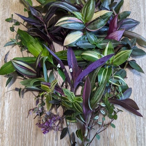 10+ Mystery CUTTINGS *Read Description*, Tradescantia & Callisia, Wandering Jew