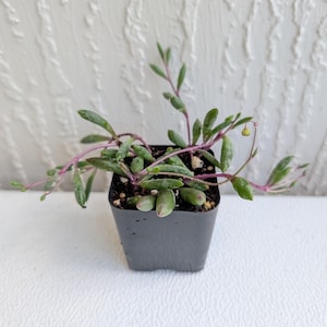 May include: A small potted succulent plant with trailing stems and small, oval-shaped green leaves. The stems are a reddish-purple color. The plant is in a square, dark gray plastic pot. The background is a textured white wall.