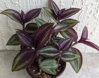 Tradescantia "Evanesce" Wandering Jew/Dude Plant Rooted ships in 3" Pot