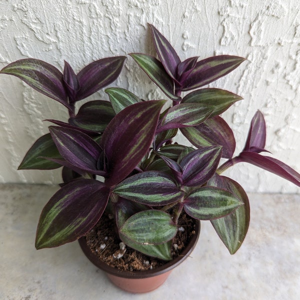 Tradescantia "Evanesce" Wandering Jew/Dude Plant Rooted ships in 3" Pot