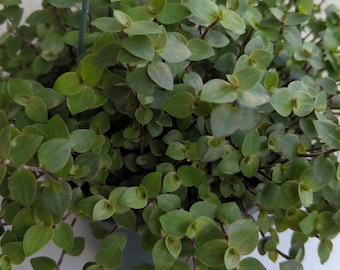 25 Cuttings, Callisia Repens Healthy Green 'Turtle Vine'  Wandering Jew Plant