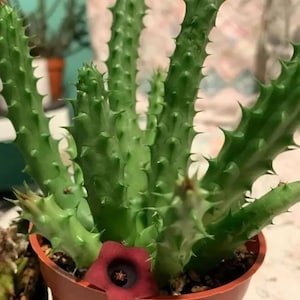 Red Dragon Succulent Cactus Plant Rooted & Ships in 3&quot; Pot Huernia Schneideriana (7 stems each pot)