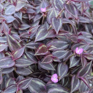 8- Cuttings, Tradescantia Burgundy Dark Desire Purple Wandering Jew/Dude Plant