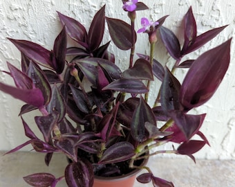 Tradescantia "Burgundy"  Wandering Jew/Dude Plant Rooted ships in 3.5" Pot