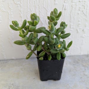 May include: A small potted succulent plant with green, textured leaves and tiny yellow flowers. The plant is in a square black plastic pot, set against a textured white wall and a light gray surface.