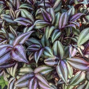 10- Cuttings, Tradescantia Zebrina Silver Plus Wandering Jew/Dude Plant