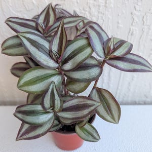 May include: A potted Wandering Jew plant with green, silver, and purple striped leaves. The plant is in a small, terracotta-colored pot. The leaves have a distinctive pattern and texture, creating a visually appealing houseplant.