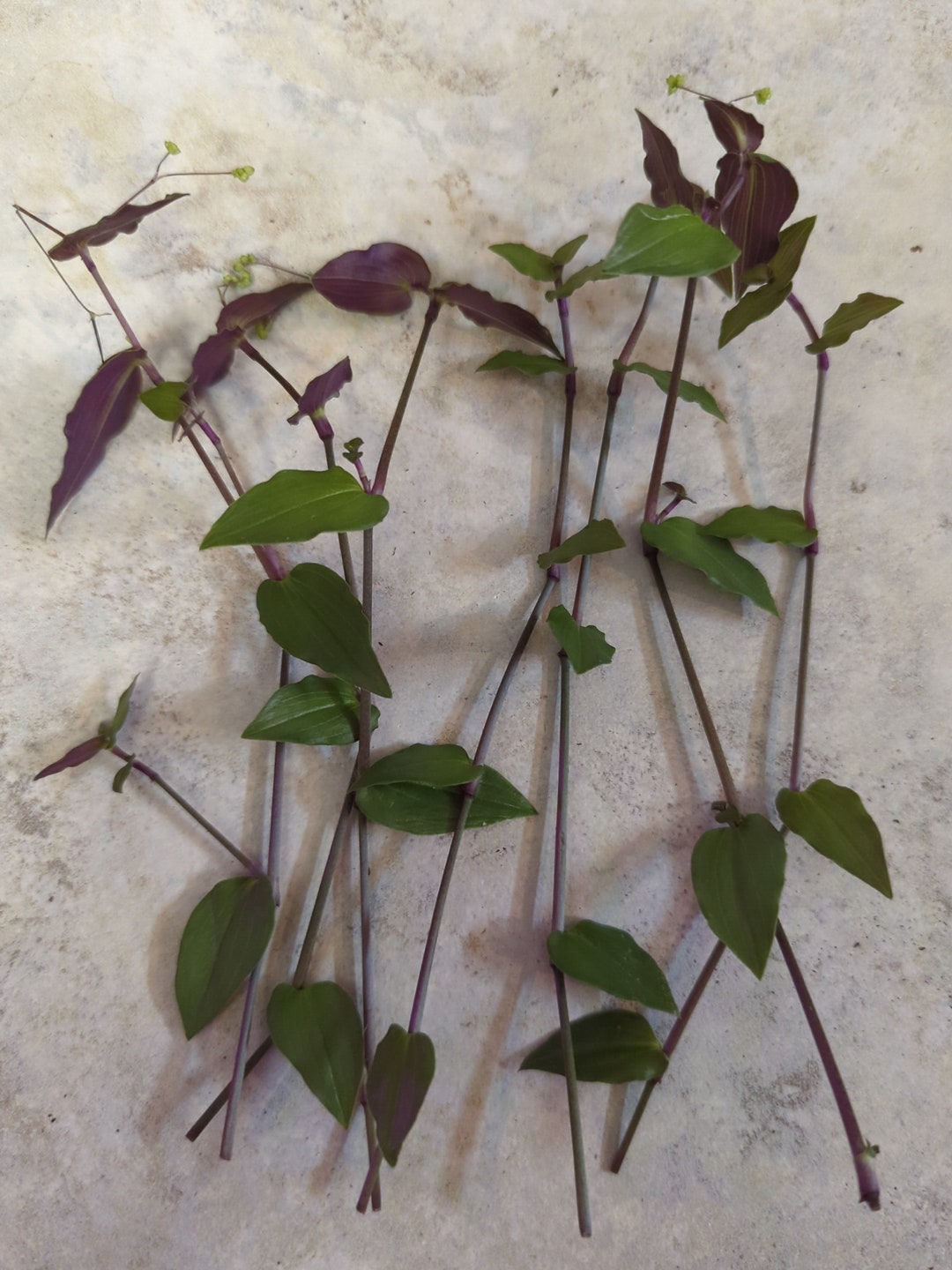 12 Cuttings, Tradescantia Bridal Veil Wandering Jew/dude Plant Etsy