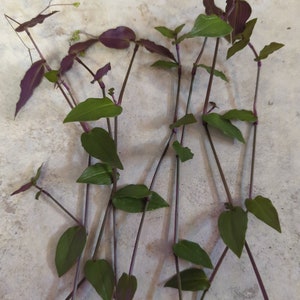 16- Cuttings, Tradescantia " Bridal Veil" Wandering Jew/Dude Plant