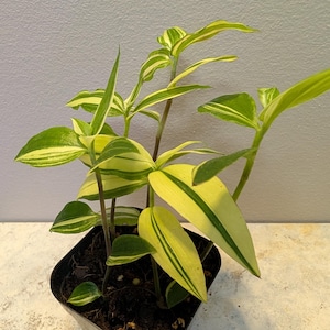 Variegated Tradescantia Fluminensis Variegata Green & White 3" Pot Wandering Jew