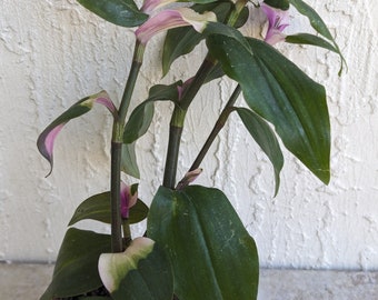 Tradescantia "Blushing Bride" Wandering Jew/Dude Plant Rooted ships in 3" Pot