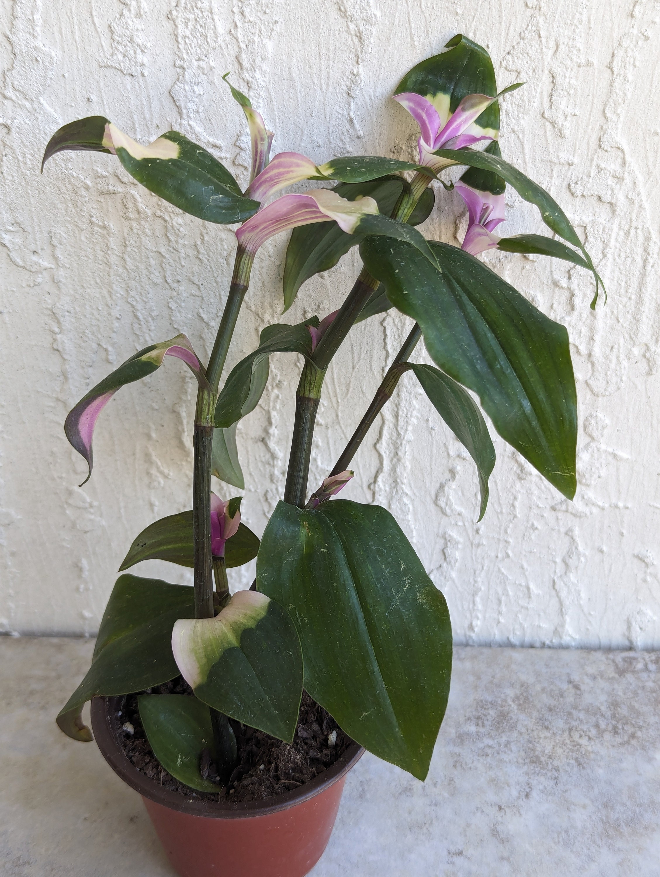 Tradescantia Blushing Bride Starter Plant Ppp ALL Starter Plants REQUIRE  You to Purchase 2 Plants 