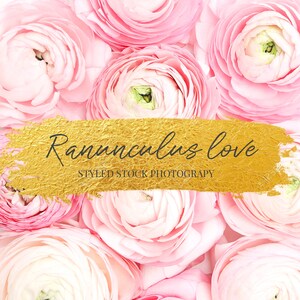 Ranunculus Love Branding stock photo / Social Media Images / Branding Images / Stock photos