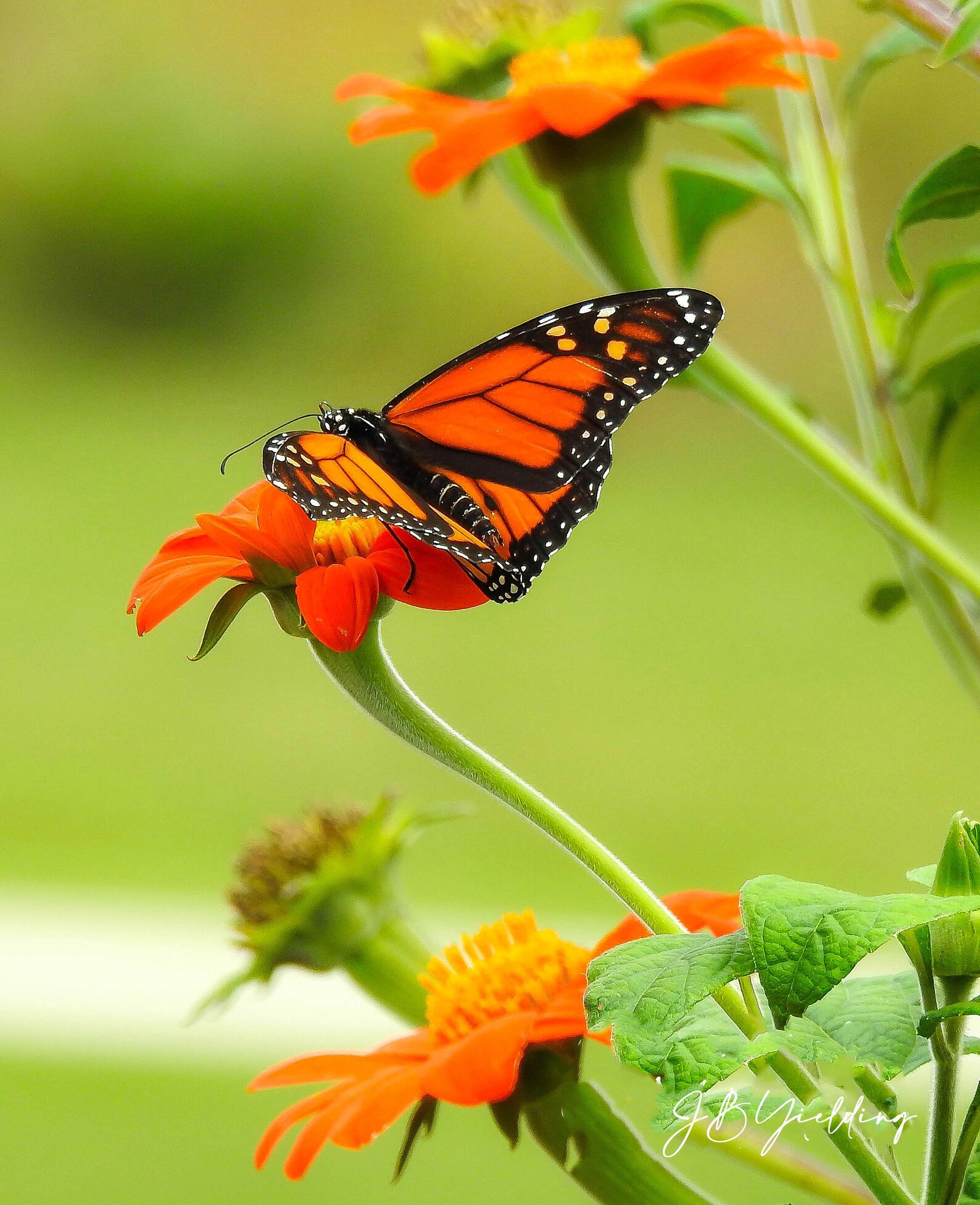 List 102+ Pictures common tiger or wanderer butterfly Superb