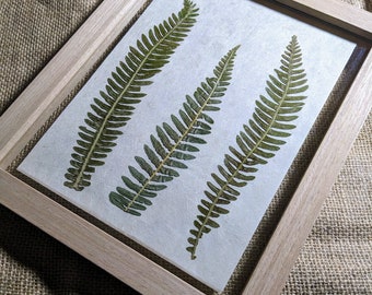 Forest Fern Frame, Pressed Flower Frame, Ferns, Botanical Wall Hanging, Floating Frame, Birthday Gift