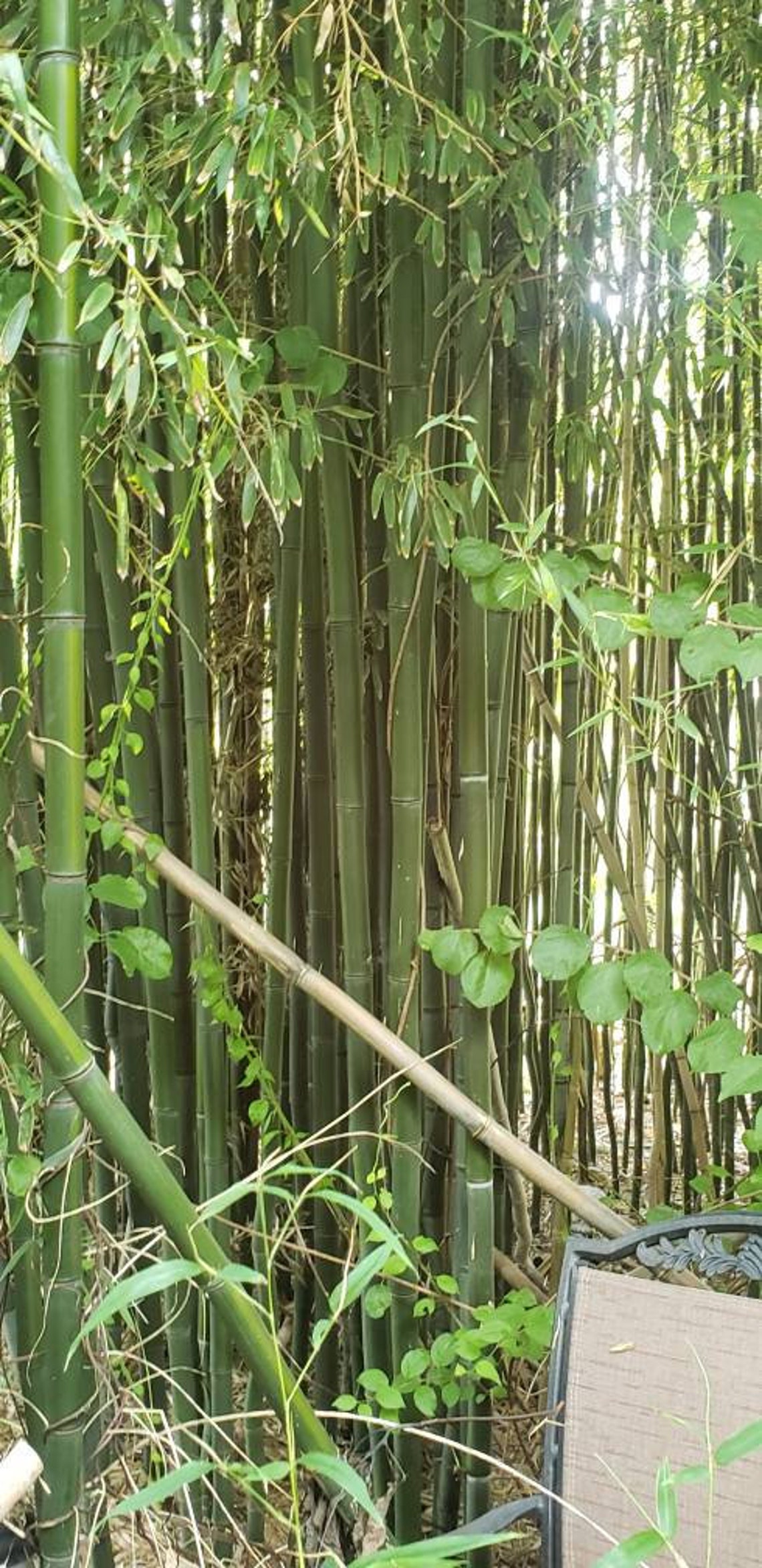 Quick Growing Rhizomebamboobambusa Vulgaris Etsy