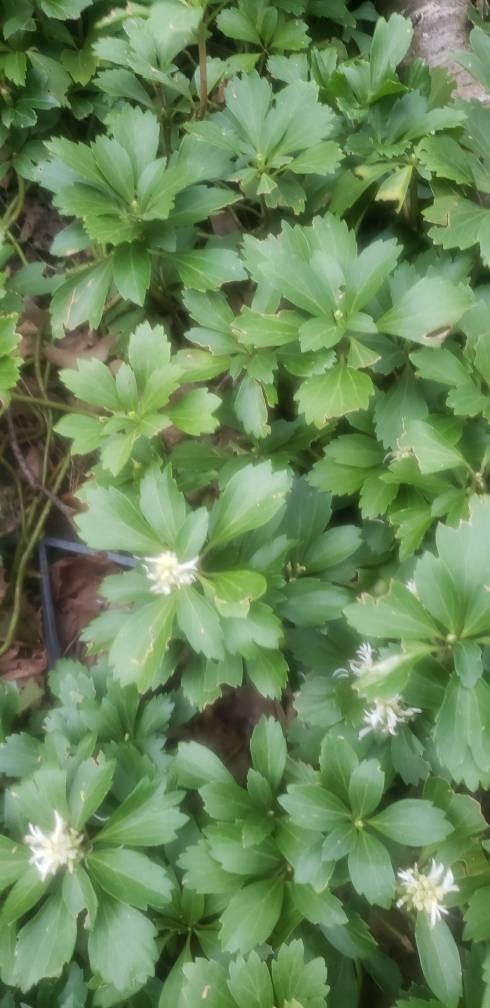 Details about   50+PACHYSANDRA GroundCover PERENNIAL bareroot Starter Plants 