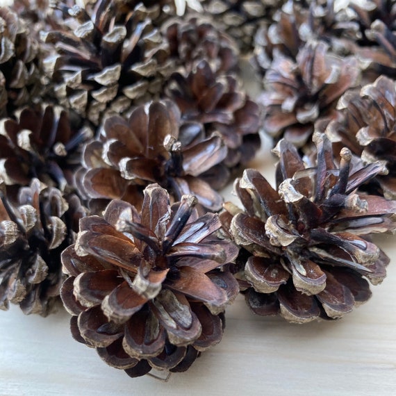 100 Mini pine cones 100% natural 3cm to 5 cm