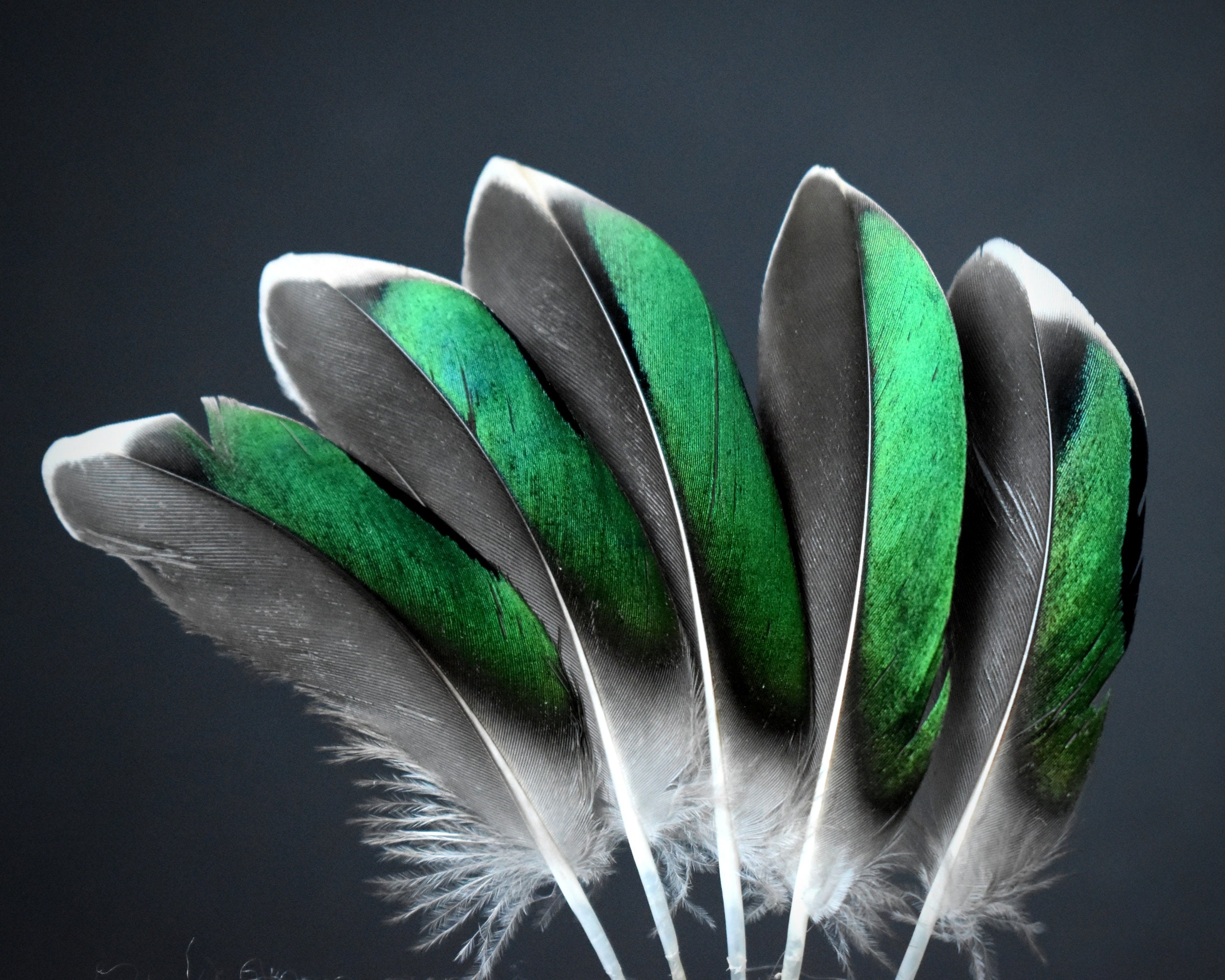 Teal Duck Feathers, Emerald Green, 7 Centimetres. 