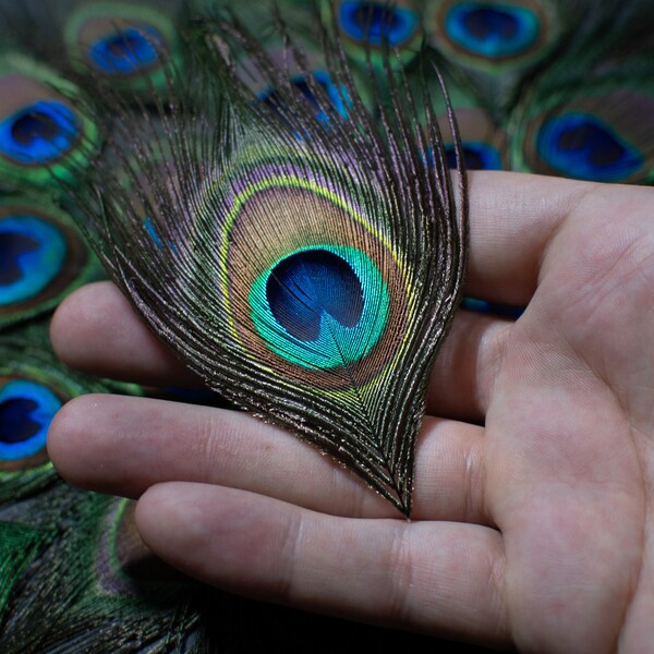 Peacock Feathers Etsy