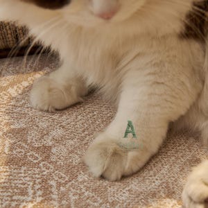 May include: Close-up of a fluffy white cat paw with long fur. The paw is resting on a textured, beige surface. A green letter "A" is visible on the paw.