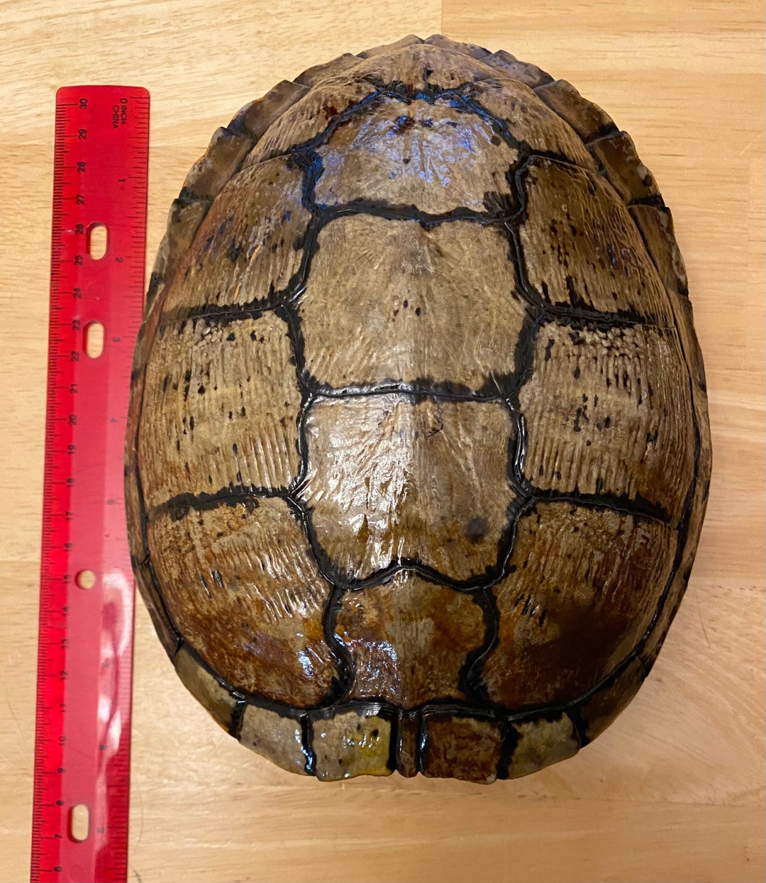 Red Ear Slider Turtle Shell 8x6 - Etsy UK