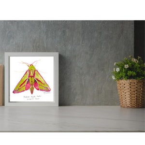 Impresión de arte de acuarela de polilla de halcón elefante, idea de regalo de vida silvestre de polilla de halcón elefante, A4, A5. Arte de la naturaleza. Arte de la pared de la polilla, decoración del hogar de la polilla