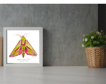 Elephant Hawk Moth Watercolour Art Print, Elephant Hawk Moth Wildlife Gift Idea, A4, A5. Nature art. Moth Wall art, Moth Home Decor