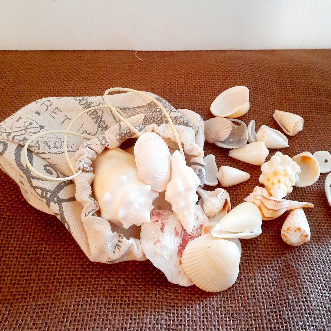 Sea Shells, Mixed Beach Seashells, Various Sizes - Etsy