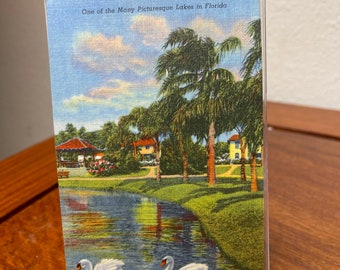 Colorized Linen Swan Florida Post Card