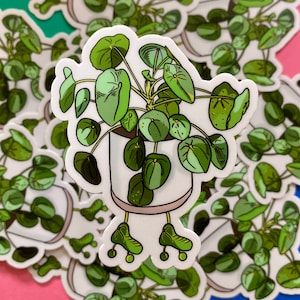 Pancake Plant Roller Skater Sticker Pilea Peperomioides Chinese Money Plant