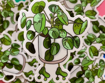Pancake Plant Roller Skater Sticker Pilea Peperomioides Chinese Money Plant