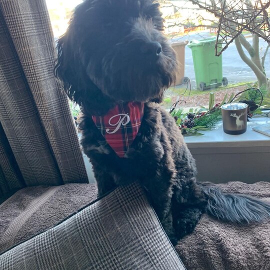 Embroidered Pet Bandana