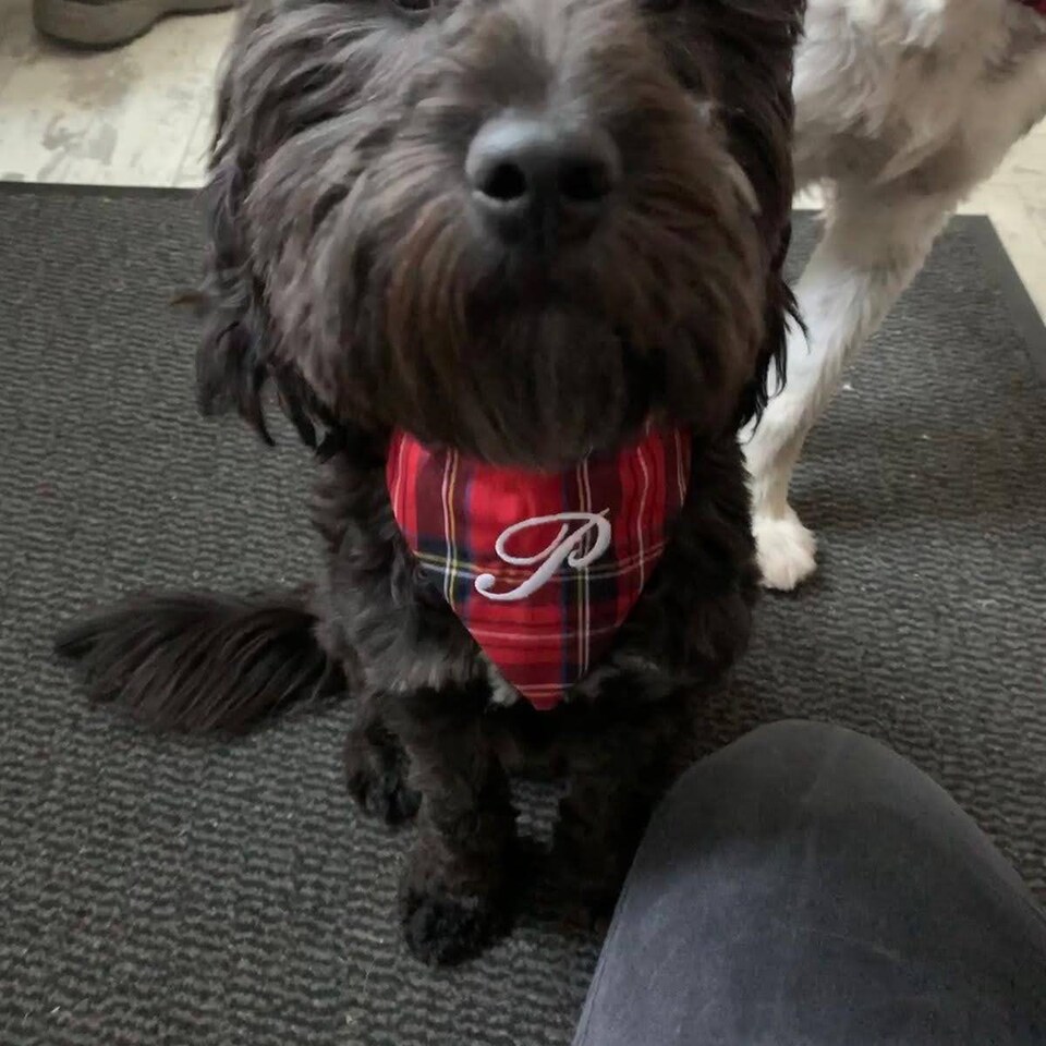 Embroidered Pet Bandana