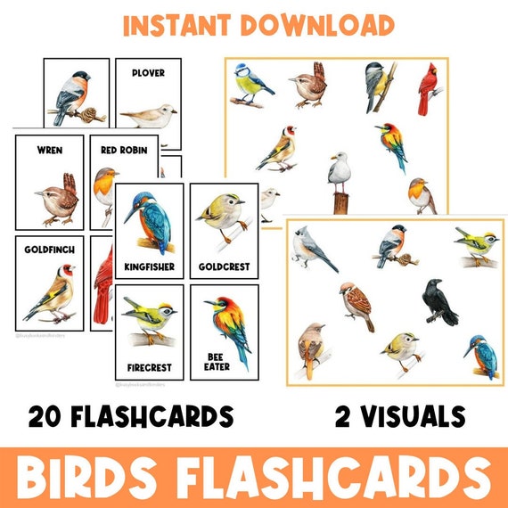 Birds | Science Flashcards | Science Poster | Nature | Worksheets | Pre-K | Kindergarten | Grade One | STEM | Printable | Nature | Animals
