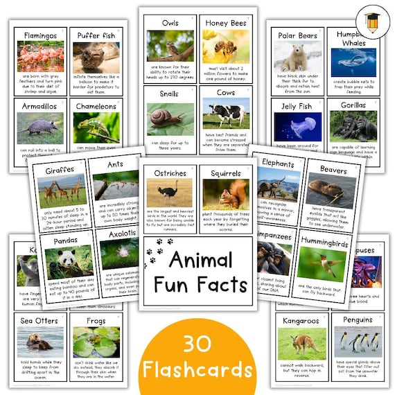 30 ANIMAL FACTS | Flashcards | Farm Animals | Zoo Animals | Wildlife Animals | Animal Activities | Preschool | Kindergarten | Cards |Animals