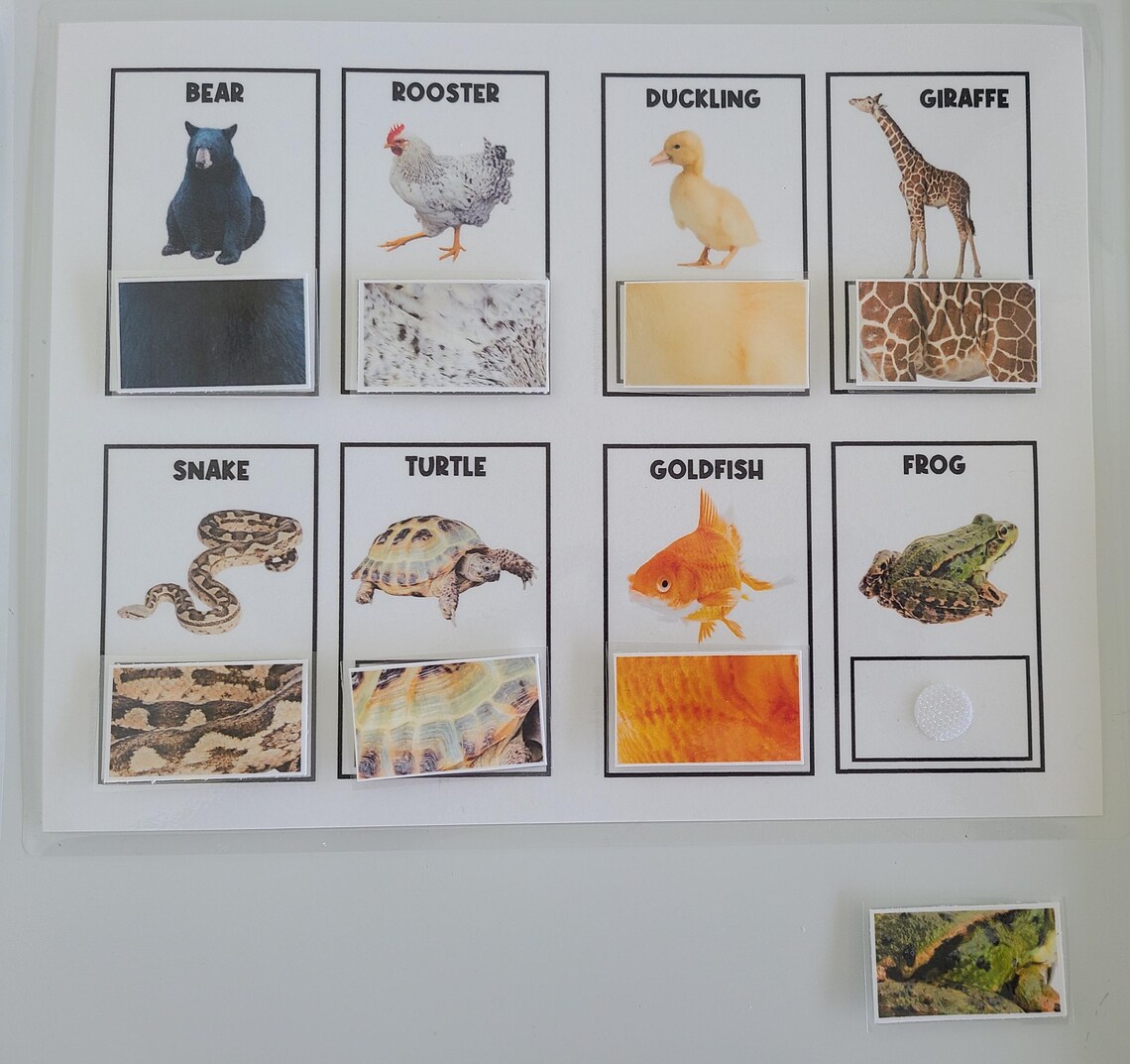 Animal Print | Matching Sorting Activity | Animal Activities | Busy ...