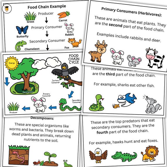 Food Chain Cycle | Living Things | Poster Presentation | Grade One | Grade Two | Grade 3 | Life Science | Ecosystems | Food Chain | Food Web