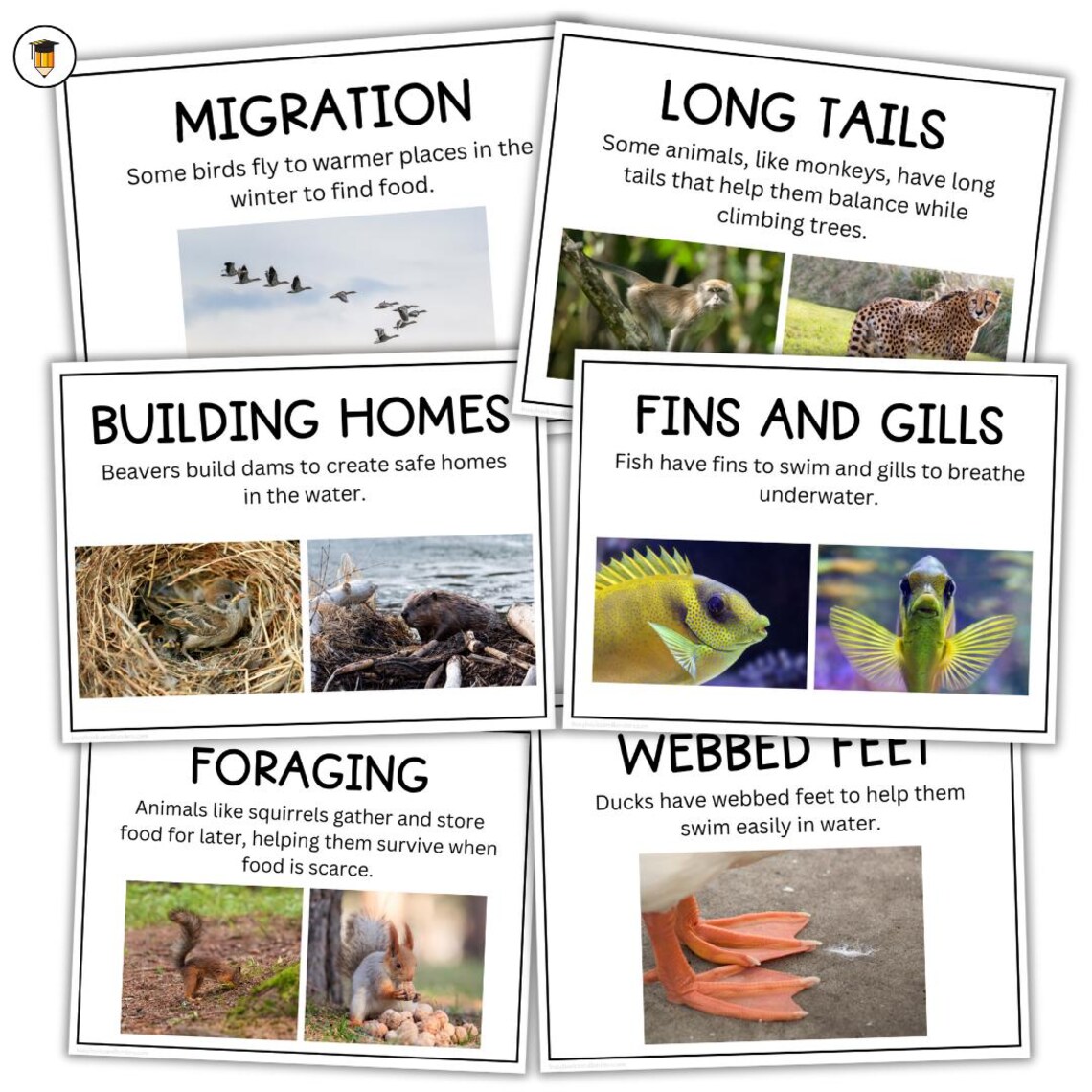 Animal Adaptation | Animal Lesson Plan | Poster | Farm Animals | Zoo ...