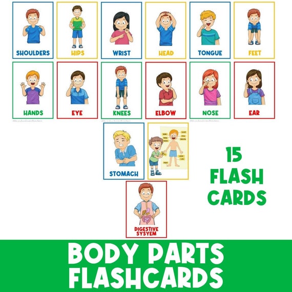 Body Parts | Human Anatomy | Body Organs | Montessori Cards | Flash Cards  | Kindergarten | Flashcards | Busy Book | Preschool Science