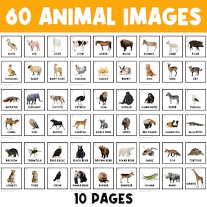 60 ANIMAL CARDS | Farm Animals | Zoo Animals | Wildlife Animals | Animal Activities | Preschool | Kindergarten | Picture Cards | Animals