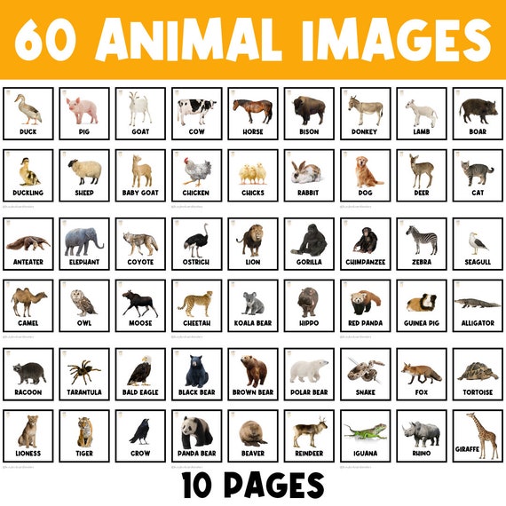 60 ANIMAL CARDS | Farm Animals | Zoo Animals | Wildlife Animals | Animal Activities | Preschool | Kindergarten | Picture Cards | Animals