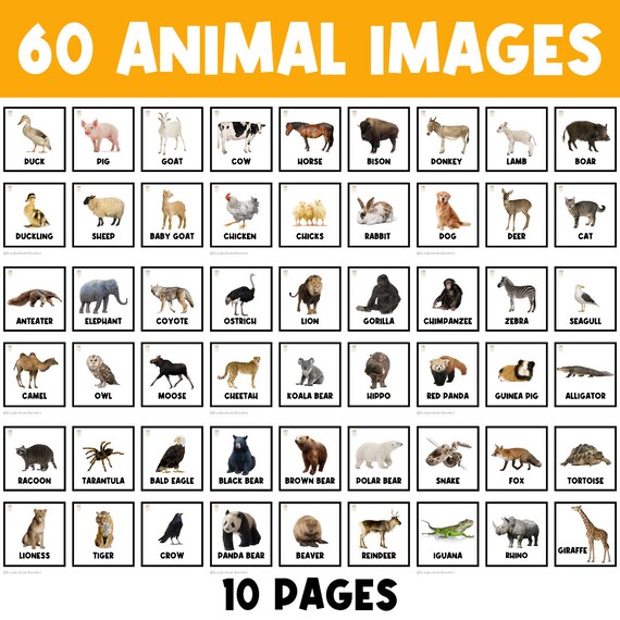 60 ANIMAL CARDS | Farm Animals | Zoo Animals | Wildlife Animals | Animal Activities | Preschool | Kindergarten | Picture Cards | Animals