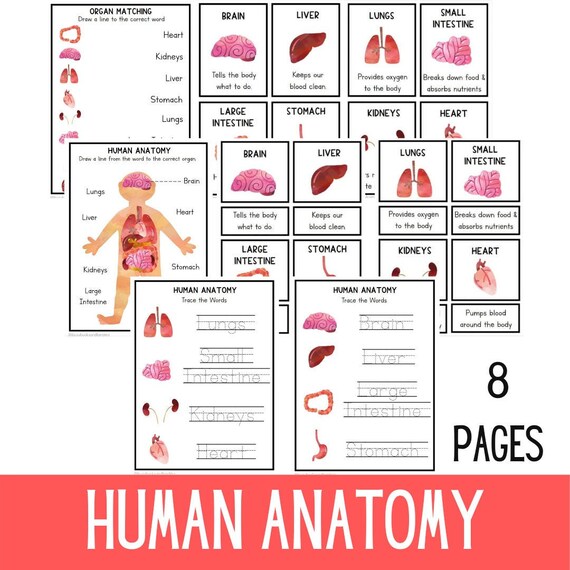 Human Anatomy | Body Parts | Body Organs | Montessori Cards | Flash Cards | Line Tracing | Kindergarten | Three Part Cards  | Busy Book