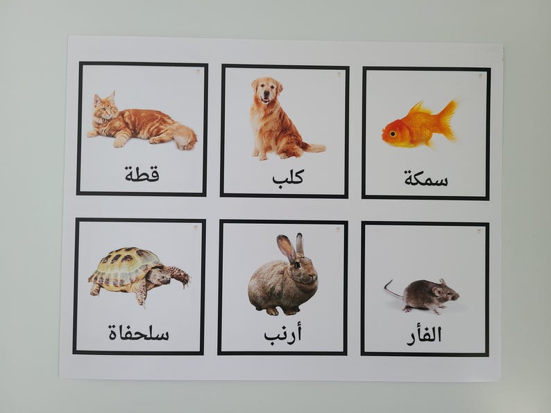 May include: A white poster with six black framed squares. Each square contains a picture of an animal and the Arabic word for the animal. The animals are a cat, a dog, a goldfish, a turtle, a rabbit, and a mouse.