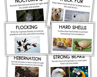 Aanpassing aan dieren | Dierenlesplan | Poster | Boerderijdieren | Dierentuindieren | Dieren in het wild | Dierenactiviteiten | Dierwetenschappen | STAM