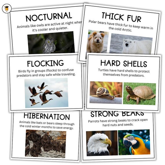 Animal Adaptation | Animal Lesson Plan | Poster | Farm Animals | Zoo Animals | Wildlife Animals | Animal Activities | Animal Science | STEM