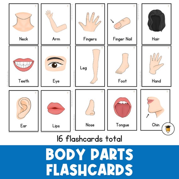 16 Body Parts Flashcards | Picture Cards | First Then | Visual | Toddler | Behavior Chart | Task Card | Special Needs | Autism | Health