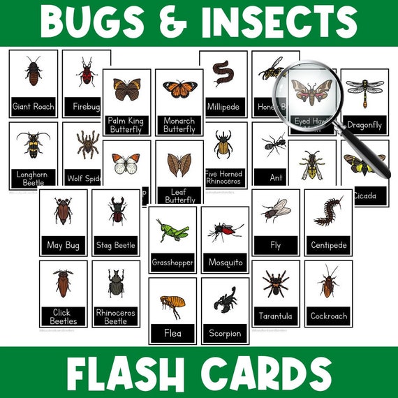 Bugs and Insects Flash Cards | Flash Cards for Kids | Preschool | Homeschool | Kindergarten | Busy Book | Bug | Insect | Nature | Montessori